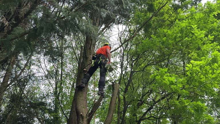 Best Leaf Removal  in Faribault, MN